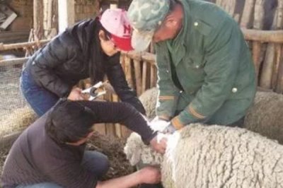 羊春季打什么疫苗,时间在每年2月下旬-3月上旬