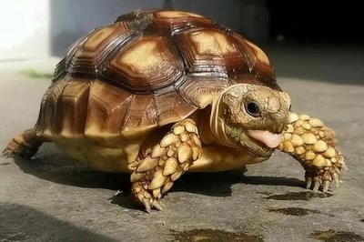 乌龟冬眠时皮肤变红的原因,可能是患有烂甲病或垫材掉色导致