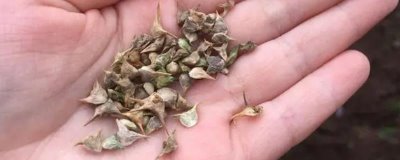 夏天种植菠菜如何处理种子，种植前需逐粒剥切种子果皮