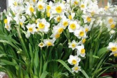 水仙的花期如何控制，可通过调整温度控制花期