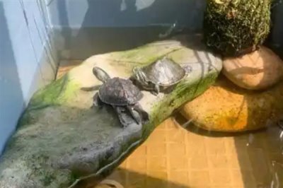 乌龟怎么喂养，要遵循以下四个原则