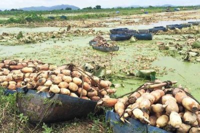 莲藕定植不发棵的原因,是无性繁殖作物