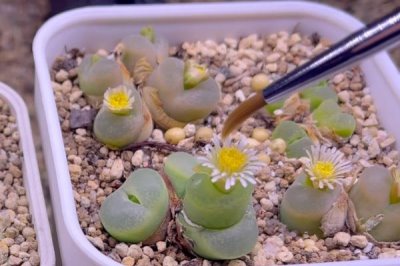 毛汉尼的服盆方式，需减少浇水量