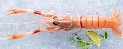 南极小龙虾简介，生活在150-650米深的海域中