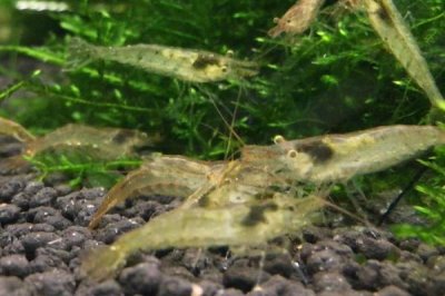 黑壳虾能长多大，可以长到2-3cm