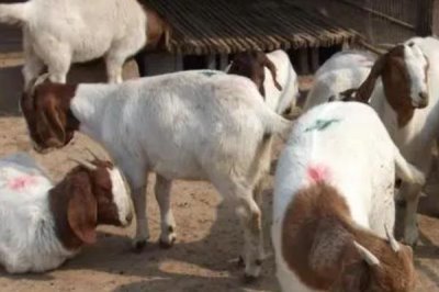 建设标准化养羊场的原则,羊舍面积应根据羊的数量和饲养方法而定