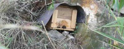 南方如何诱蜂及注意事项,利用蜂蜡可吸引侦查蜂