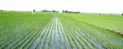 吉粳821水稻种子介绍，粳型常规水稻品种