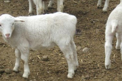 建设标准化养羊场的原则,羊舍面积应根据羊的数量和饲养方法而定