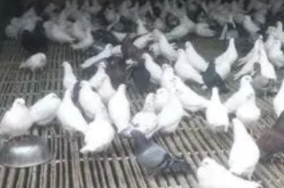 养殖乳鸽的前景,目前来看具有较大的市场潜力