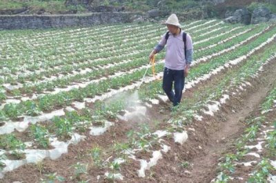 阿维菌素的作用,可有效灭杀鳞翅目害虫