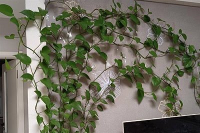 什么是绿萝,是天南星科麒麟叶属植物