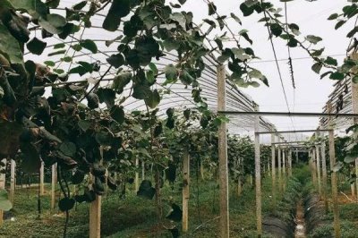 猕猴桃怎么种植以及防治病害,需要搭好棚架后再定植