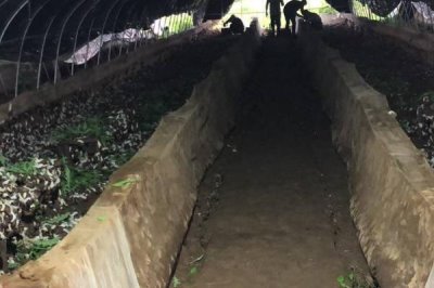 蜗牛的养殖模式,露天养殖在农村常见