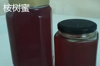 桉树蜜和蜂蜜的区别,桉树蜜是蜂蜜的一种