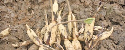 莲藕定植不发棵的原因,是无性繁殖作物