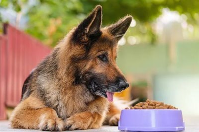 德国牧羊犬吃什么，可以喂干狗粮、灌装食品等