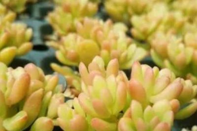 塔洛克多肉能喷水吗,环境和盆土呈现干燥现象时可喷水