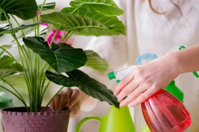 啤酒能浇花吗，稀释后可以浇花