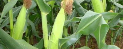 吉单42玉米品种简介,4月下旬至5月上旬播种