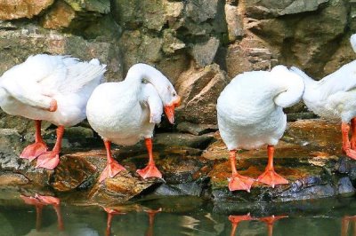 鹅瘸了一只脚是什么原因，通常是患有软脚病