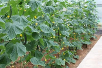 黄瓜霜霉病防治方法，首先要施足底肥