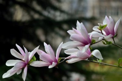 玉兰花的寓意，寓意忠贞爱情、知恩图报等