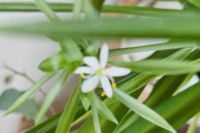 种吊兰为什么要放鸡蛋壳，鸡蛋壳里富含吊兰所需的钙和磷