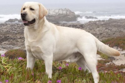 拉布拉多几个月能认主人,快的一个星期就能认主人了