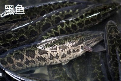 8号伊豆钩适钓鱼种,鲈鱼、黑鱼、鲶鱼等品种均可钓获