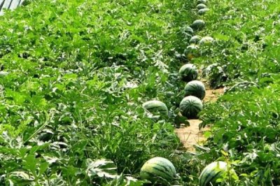 夏天可以种西瓜吗,夏天不适合种西瓜