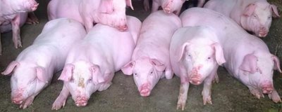 怎么避免猪应激，夏季需注意防暑降温