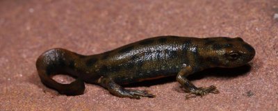 蝾螈怎么养,将水位控制在30厘米左右