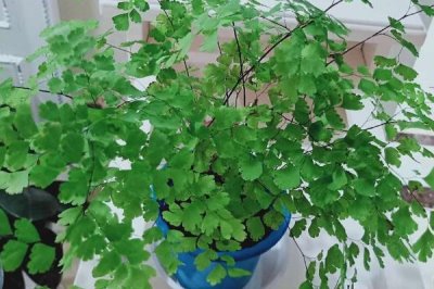 铁线蕨盆栽技术,选择肥沃的砂壤土