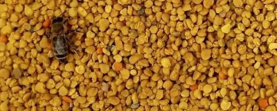 蜂花粉的种类，粉源均来自不同花卉
