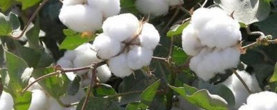 怎么避免棉花疯长,可喷施缩节胺、助壮素等药物