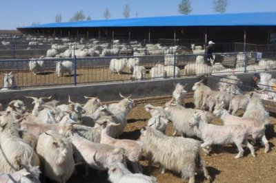 建设标准化养羊场的原则,羊舍面积应根据羊的数量和饲养方法而定