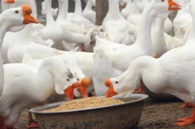 肉鹅的综合养殖技术,1月龄要全天放牧