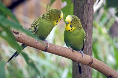 冬天如何对虎皮鹦鹉保暖,可在笼舍中垫上棉絮等保暖材料