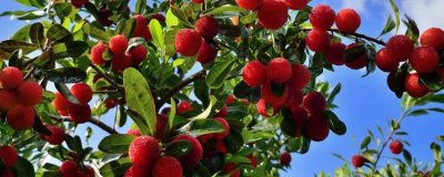 杨梅保花保果的方法,盛花期可喷施赤霉素