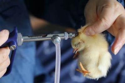 鸡苗多大能散养，1-2个月左右即可