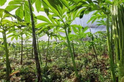 种植10亩魔芋的利润,大约为5-8万元左右