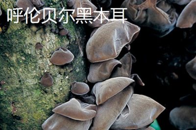 扎兰屯市的特产，扎兰屯沙果远近闻名