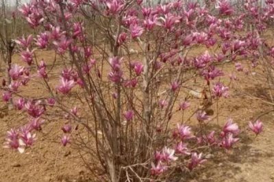 玉兰的种植技术,生长过程中需要充足的光照