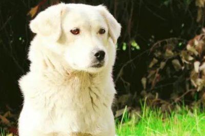 预防狗狗螨虫的方法,要经常给狗梳毛发或使用抗螨药物等