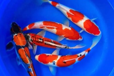 日本锦鲤简介,别称红鲤鱼、花脊鱼等