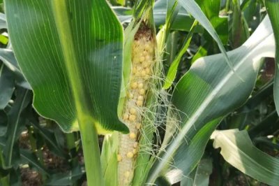 先玉1853玉米种子特征特性，种植密度每亩5500株左右