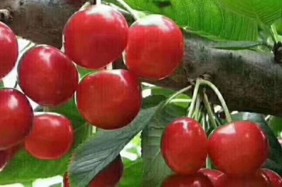 大樱桃常见品种,红灯、美早、早红宝石等品种较常见