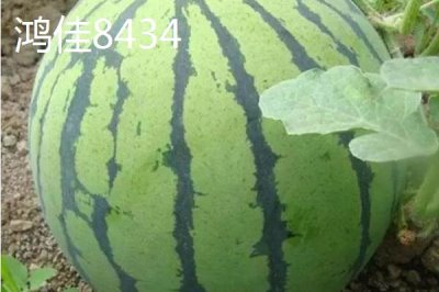 大型西瓜品种,这些品种最大可达40斤
