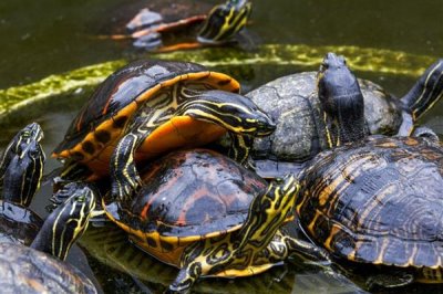 火焰龟多大才能繁殖,养殖7-8年之后它们便具备繁殖能力
